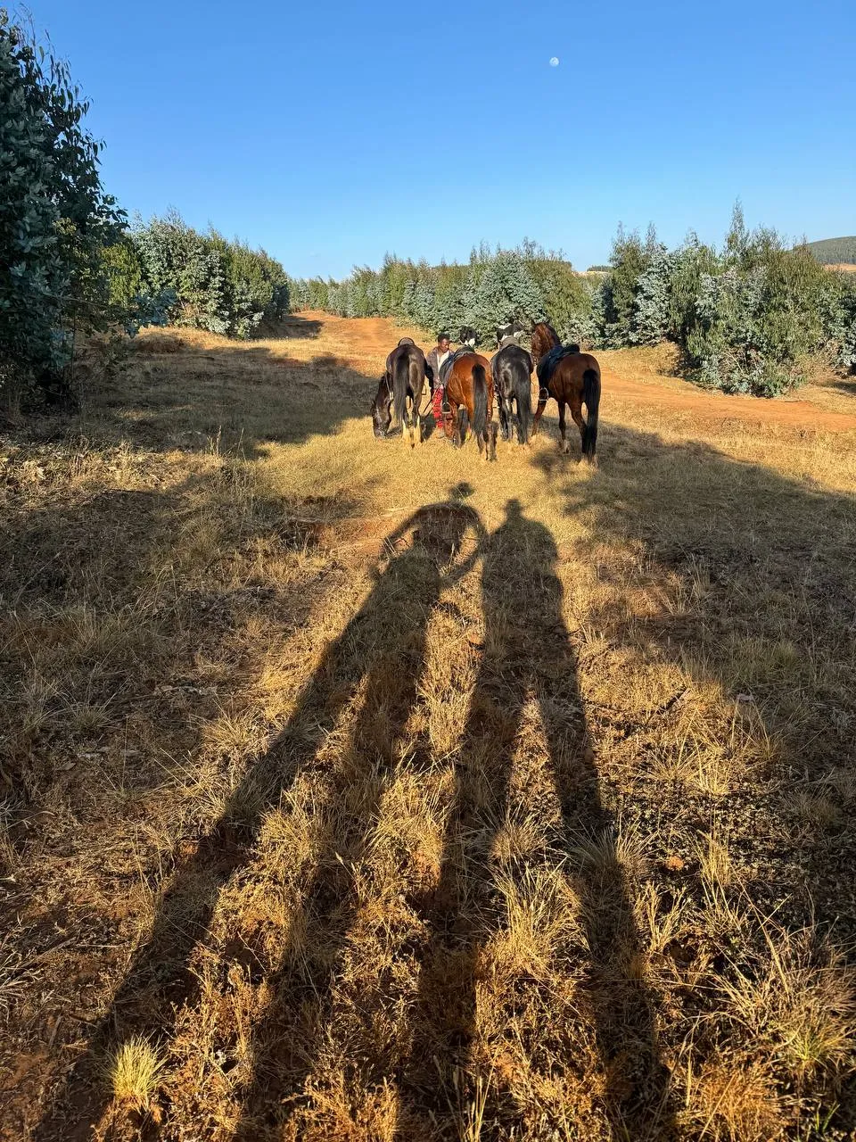 Trail line