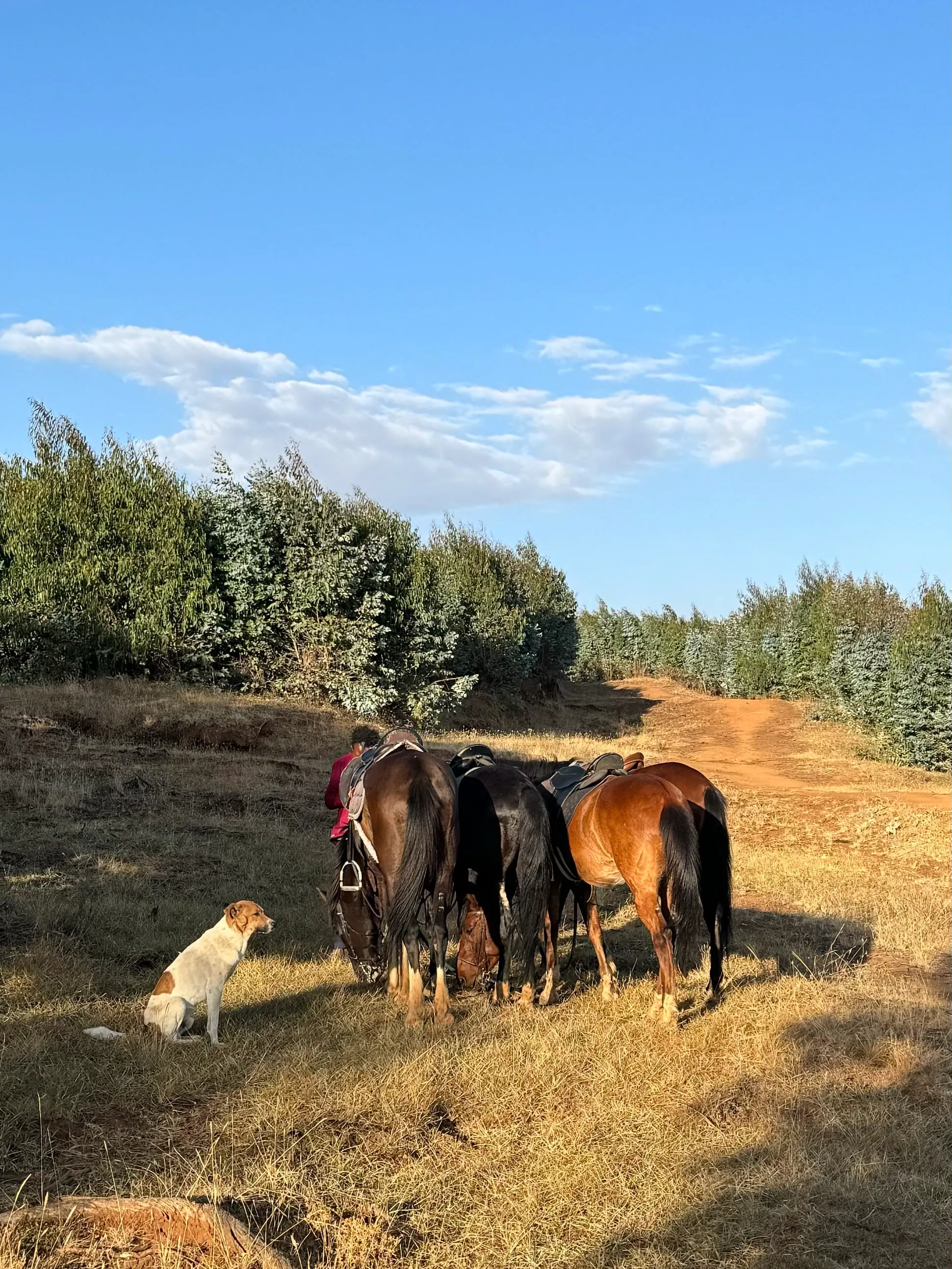 Horse ride