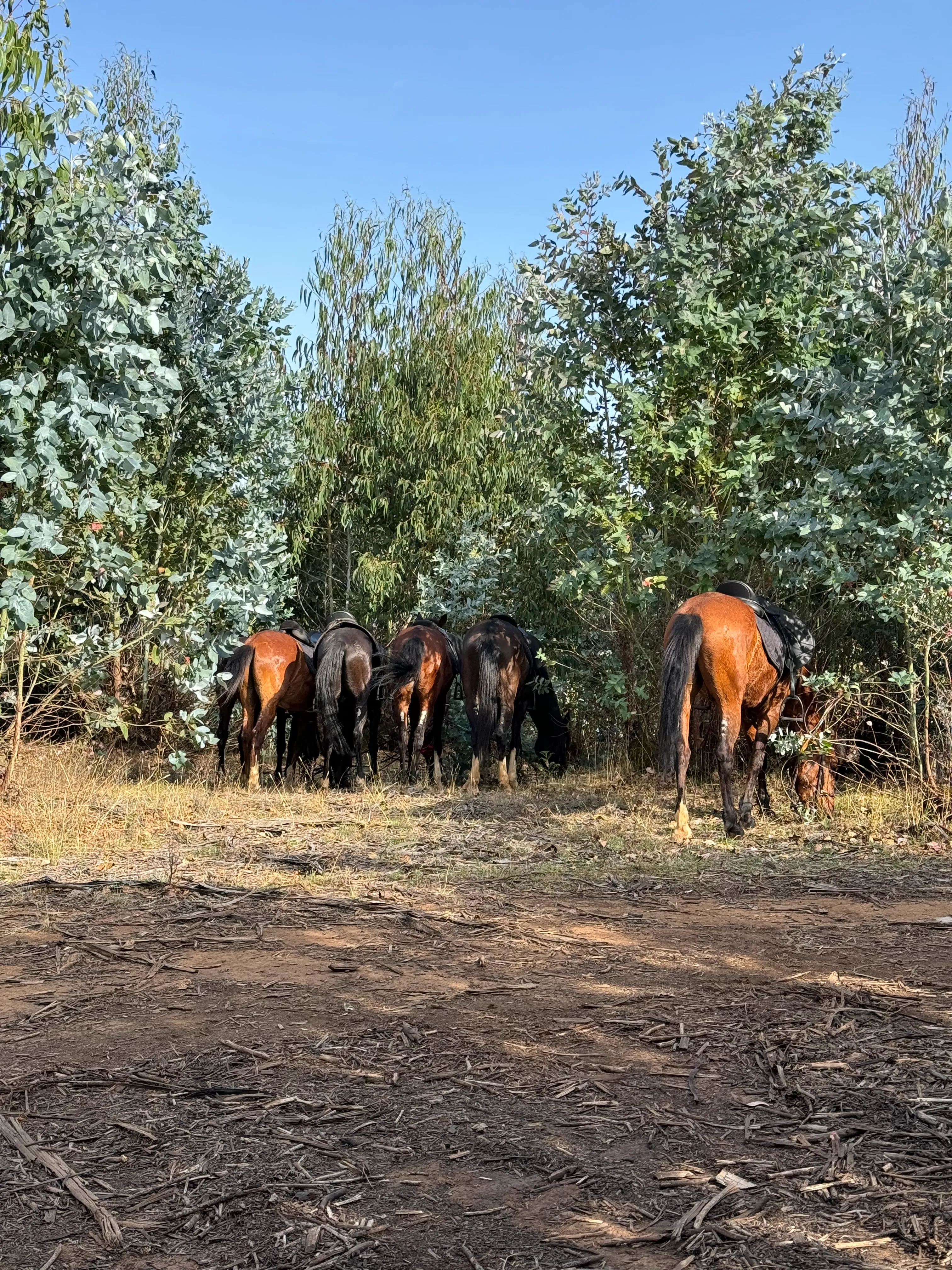 Horse group