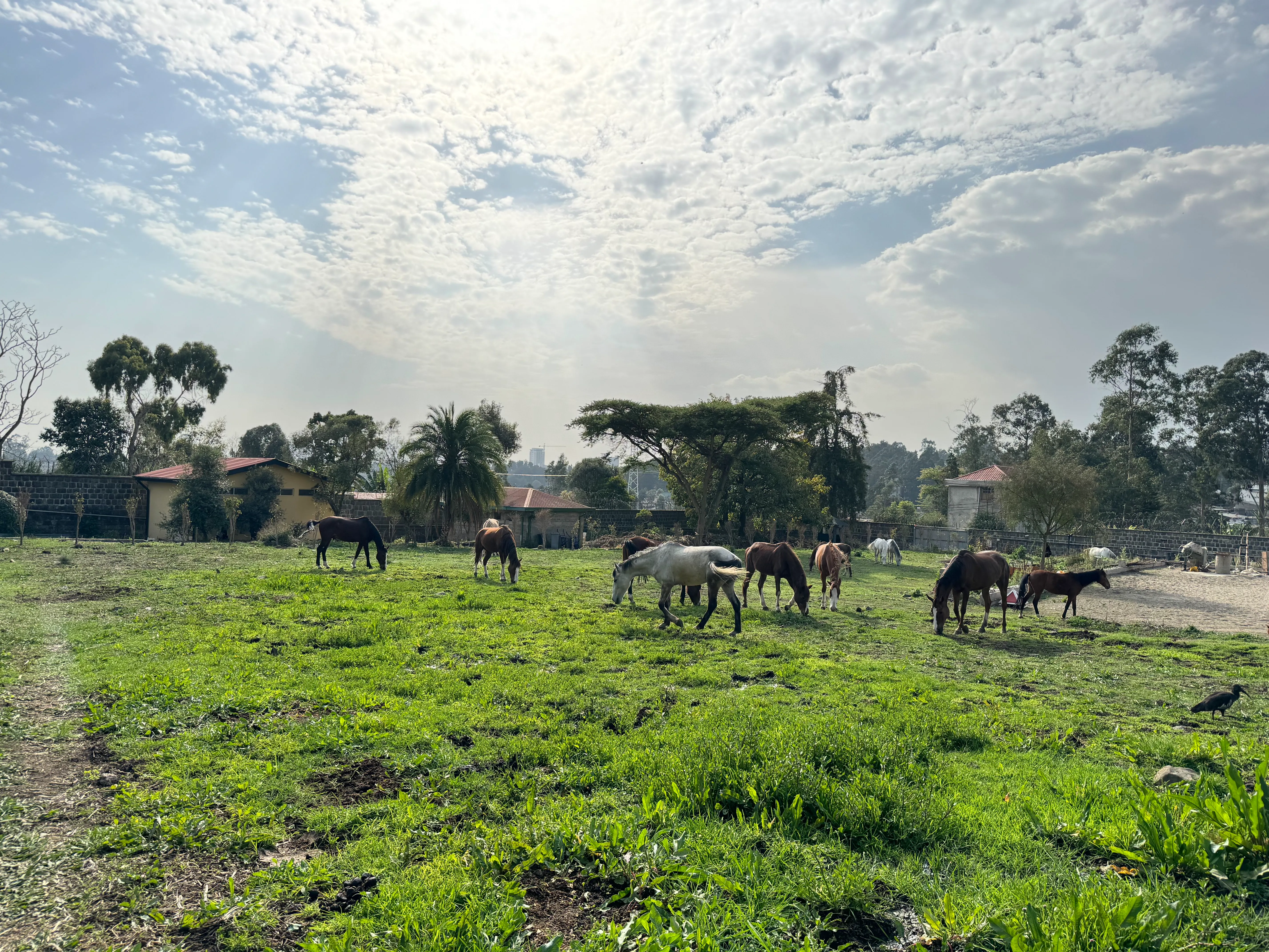 Horse and nature