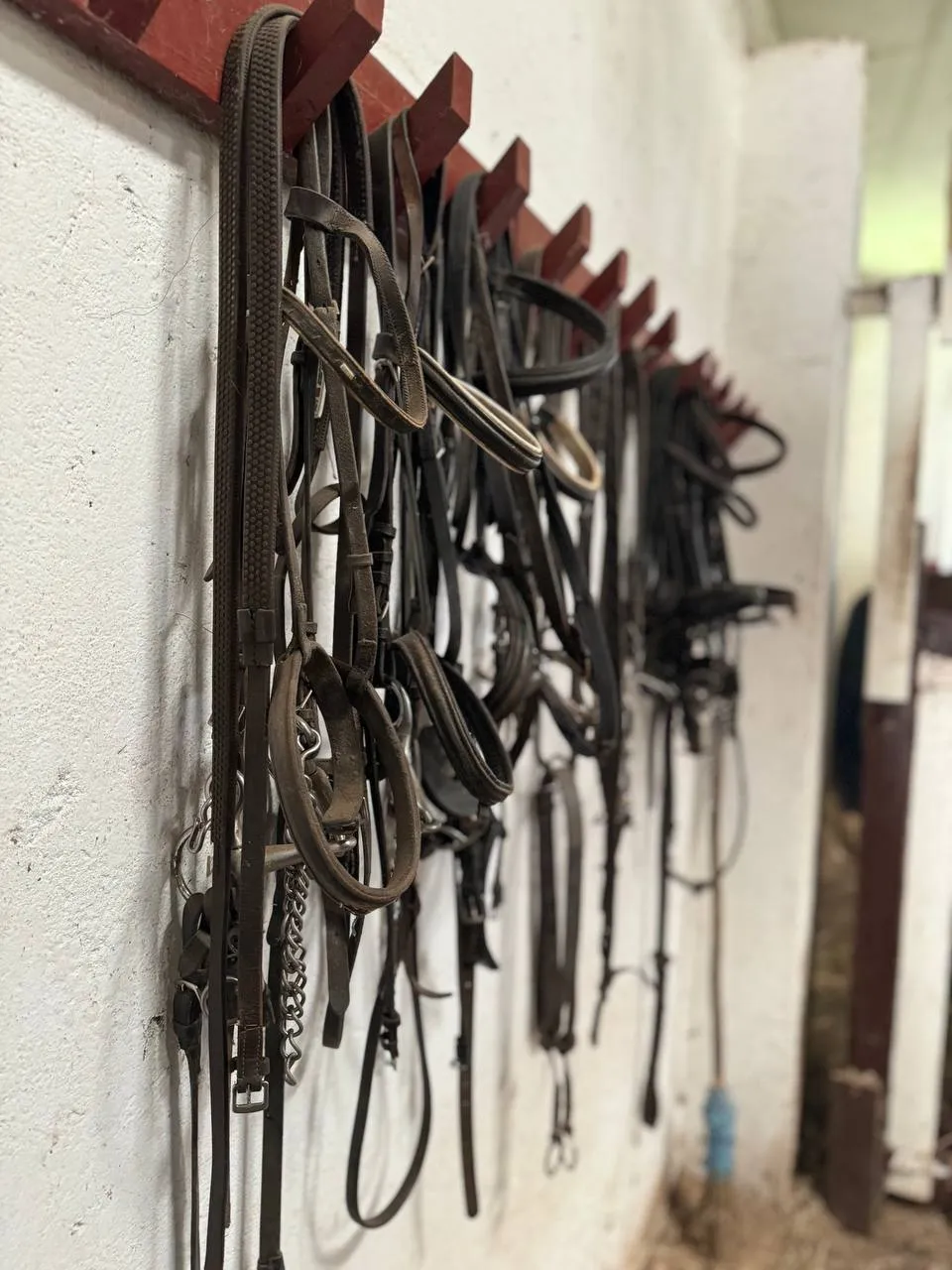 Saddles and reins