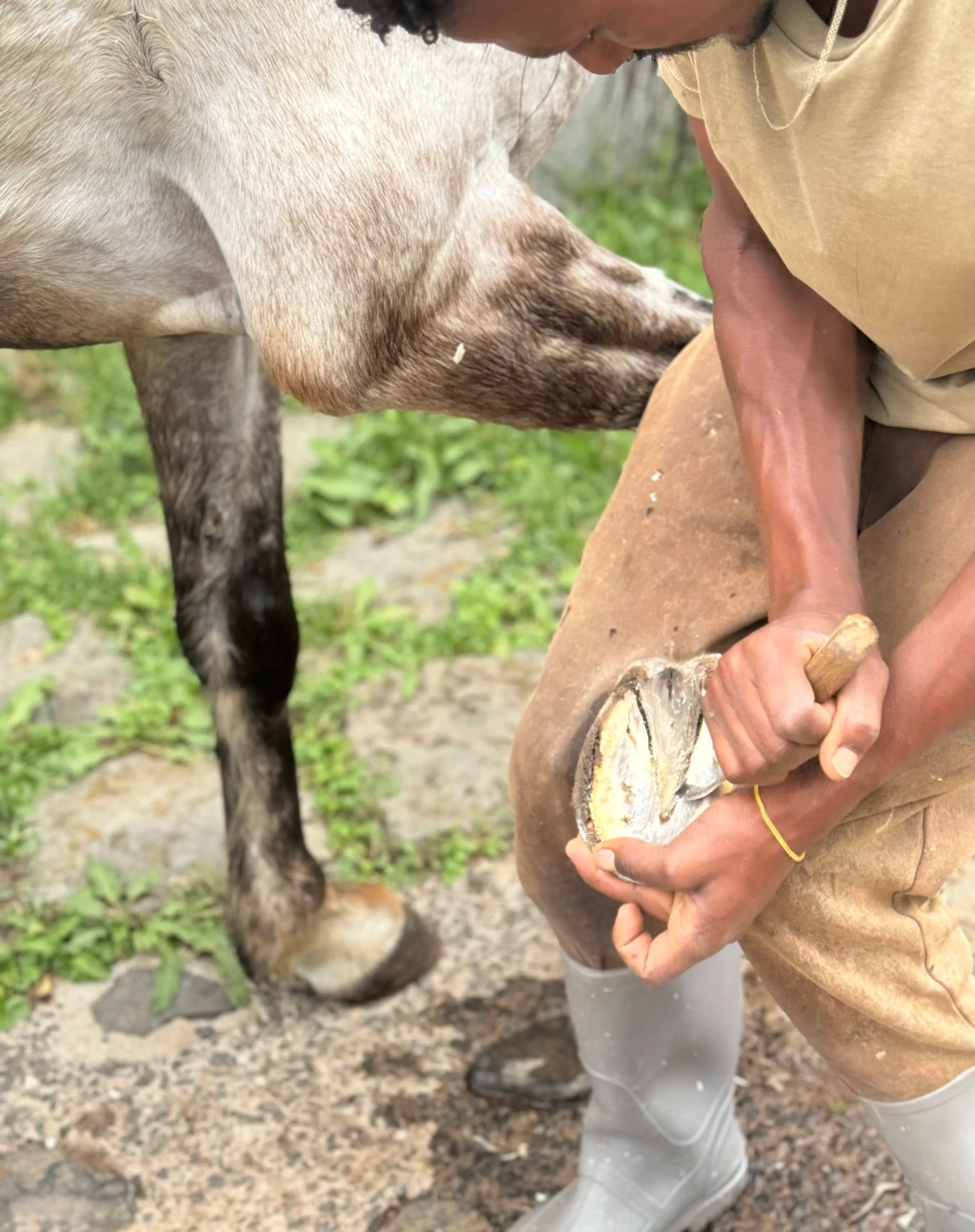 Horse care