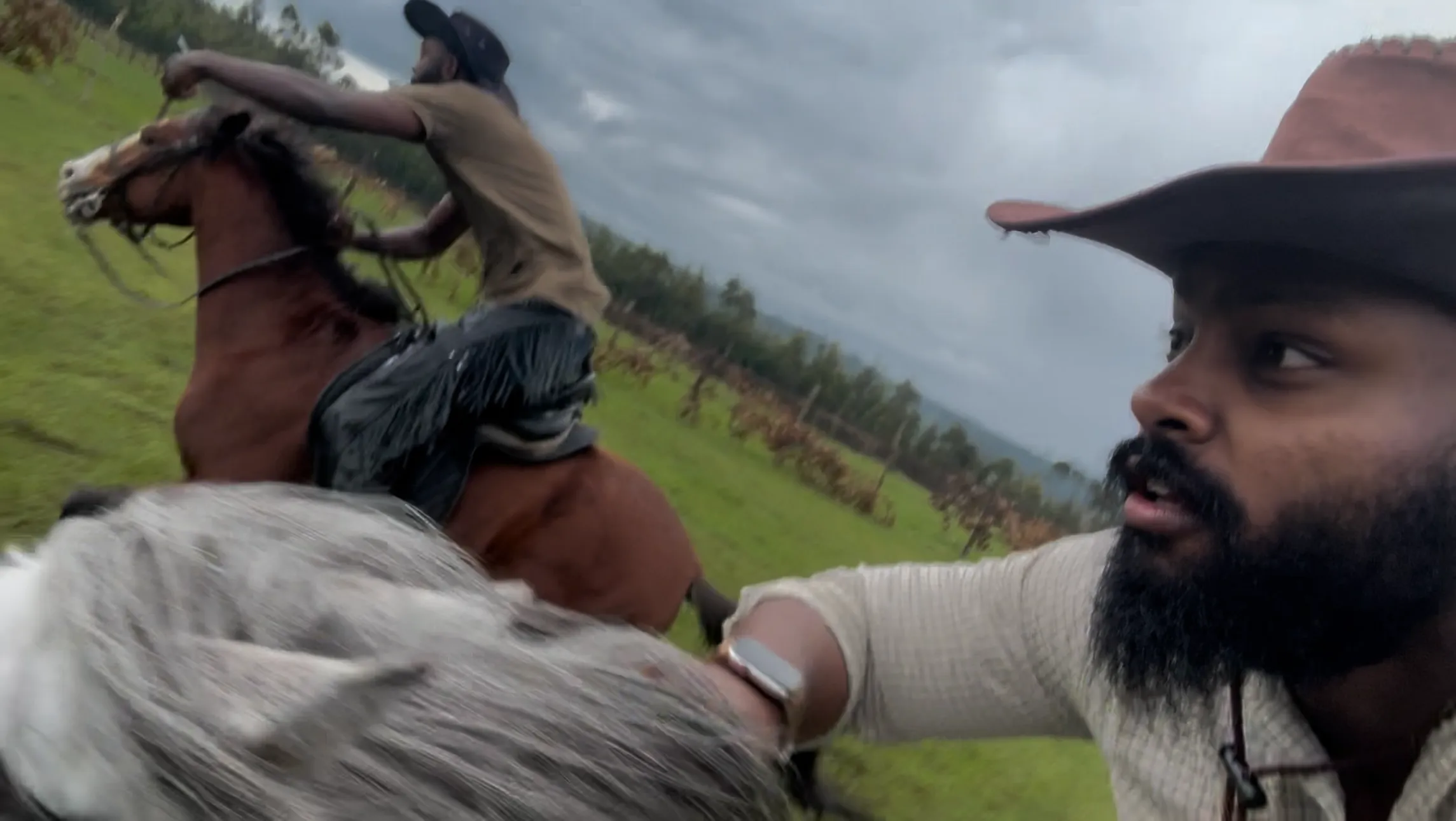 Horse close-up