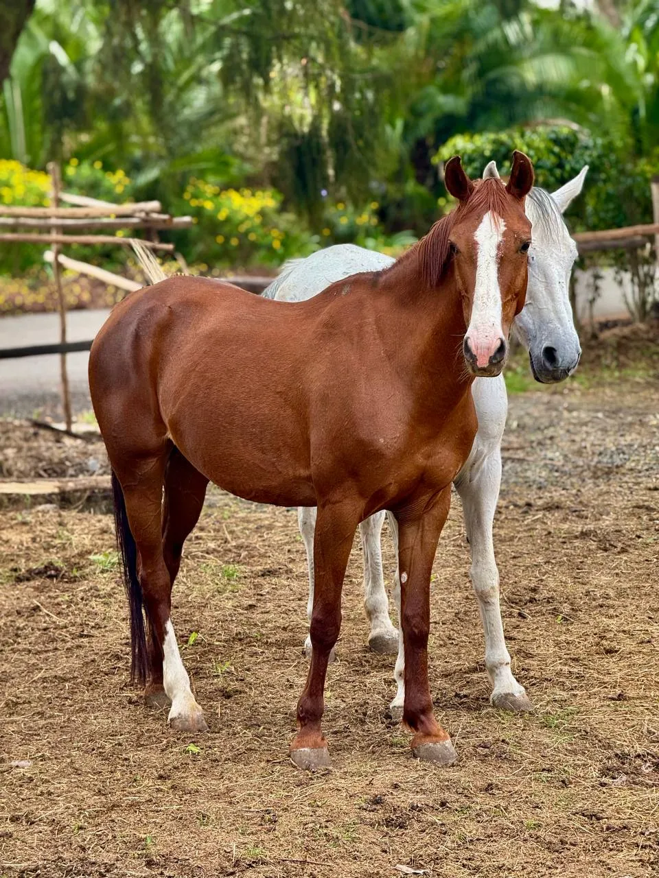 Brown horse