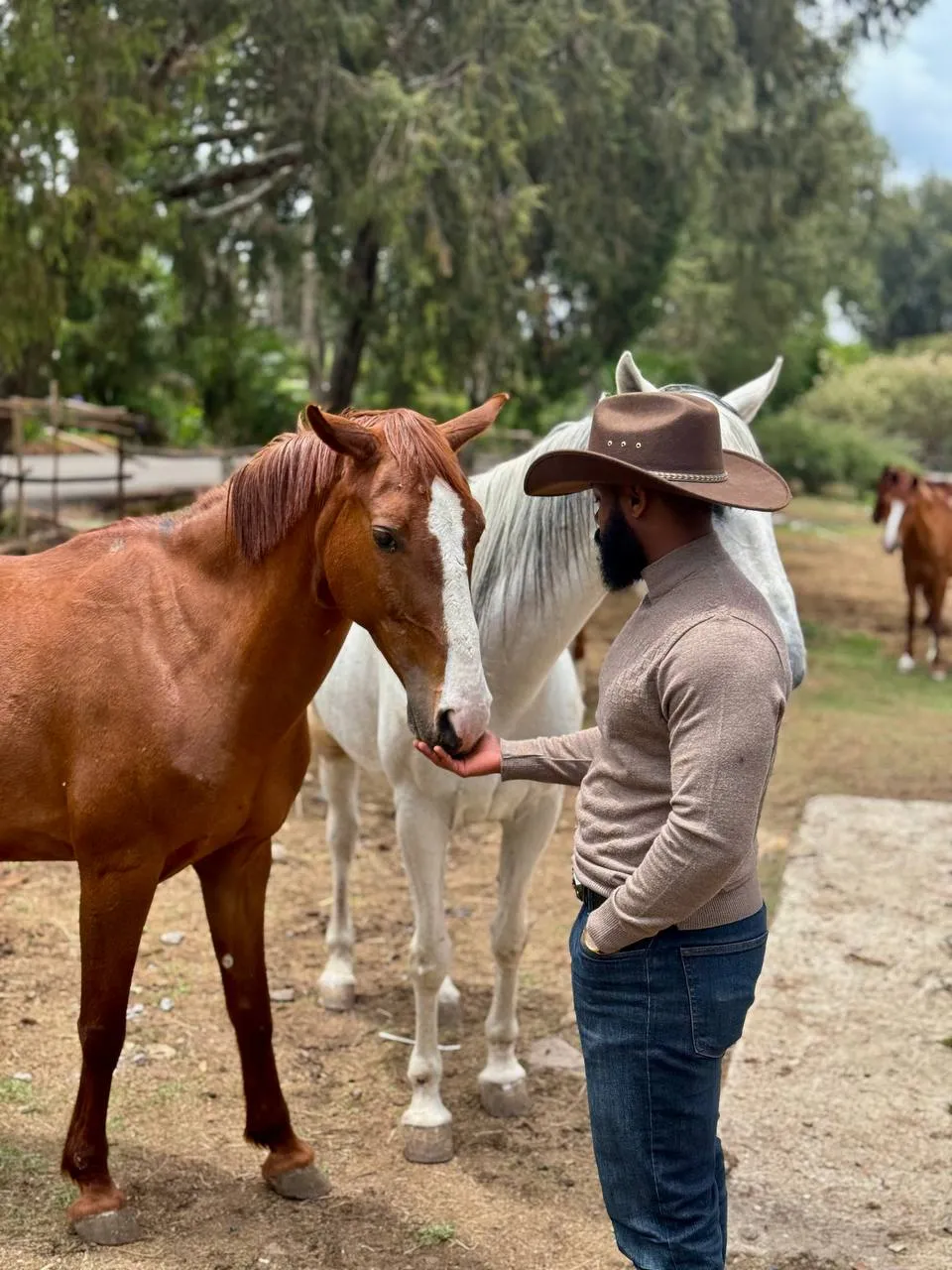 Horse grooming